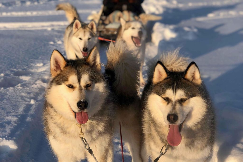 Rovaniemi: Husky-Erlebnis und Schlittenfahrt mit Profi-Fotos