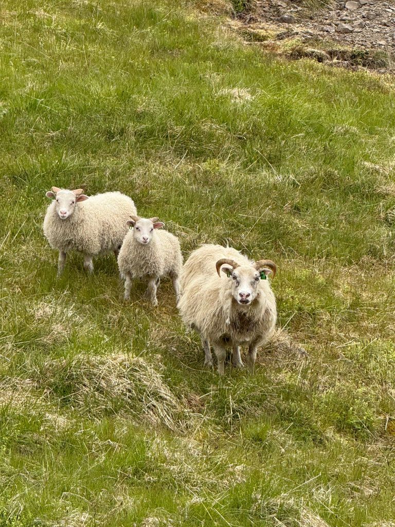 Ísafjörður: Tour zum Dynjandi-Wasserfall mit tollen Aussichtspunkten