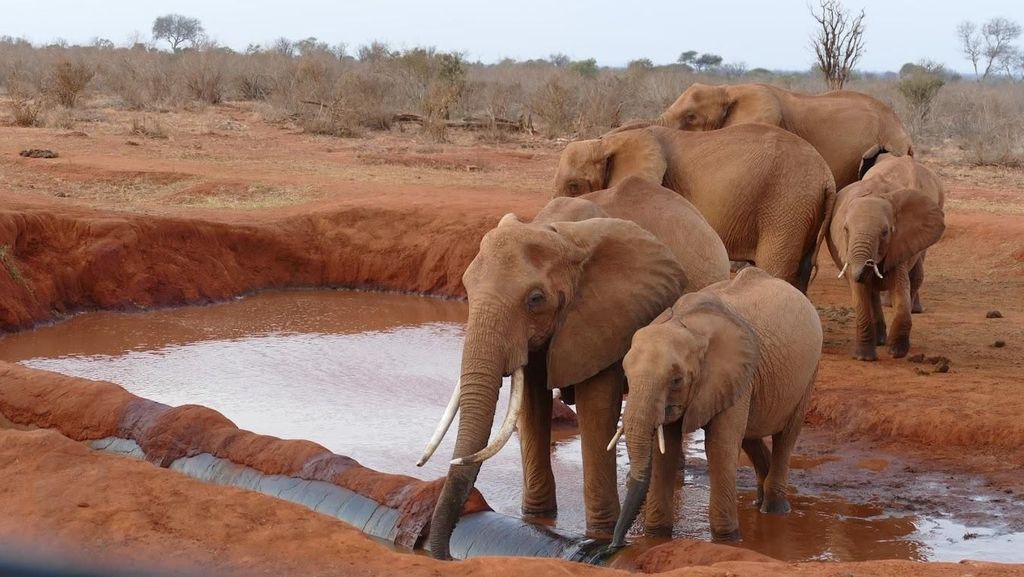 2 Tage 1 Nacht Tsavo Ost-Safari ab Diani/Mombasa