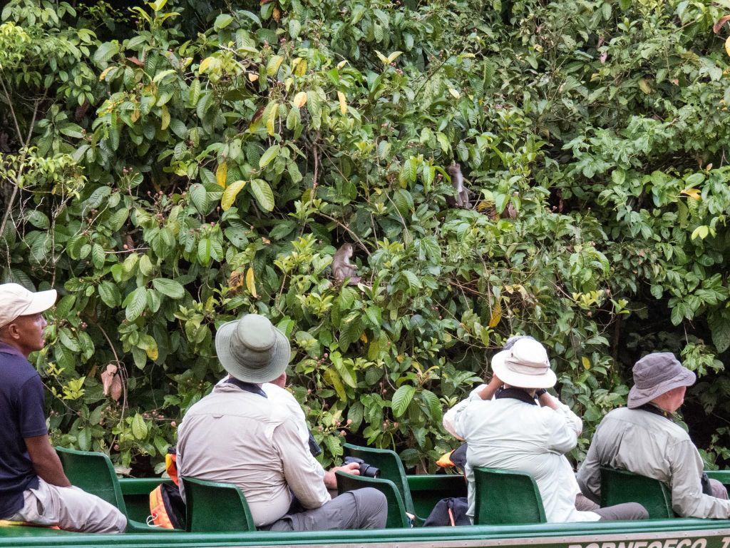 Sandakan: 2-tägige Wildtiertour auf dem Kinabatangan & Höhle