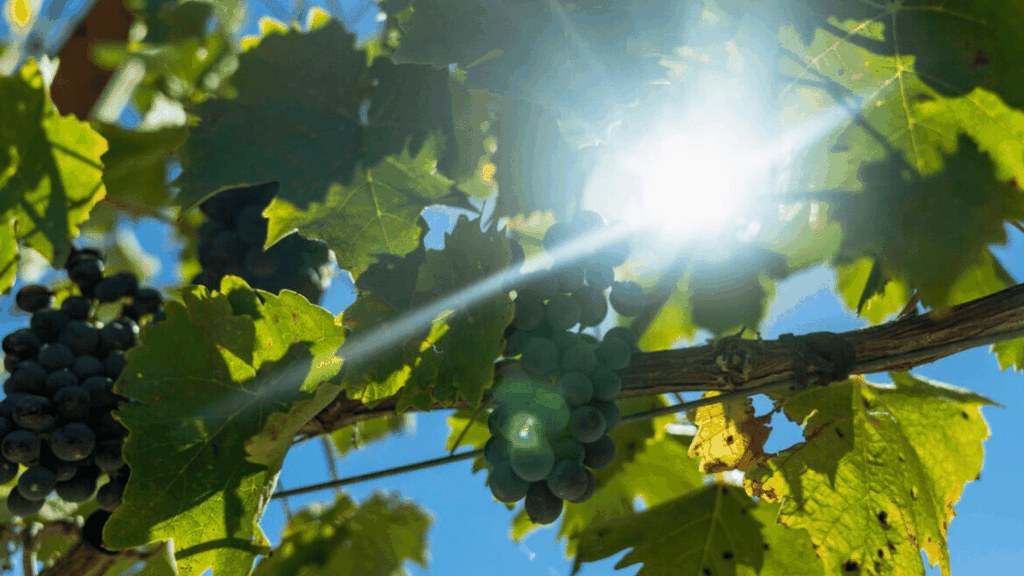 LUCCA: EBIKE TOUR MIT MITTAGESSEN UND WEINPROBE