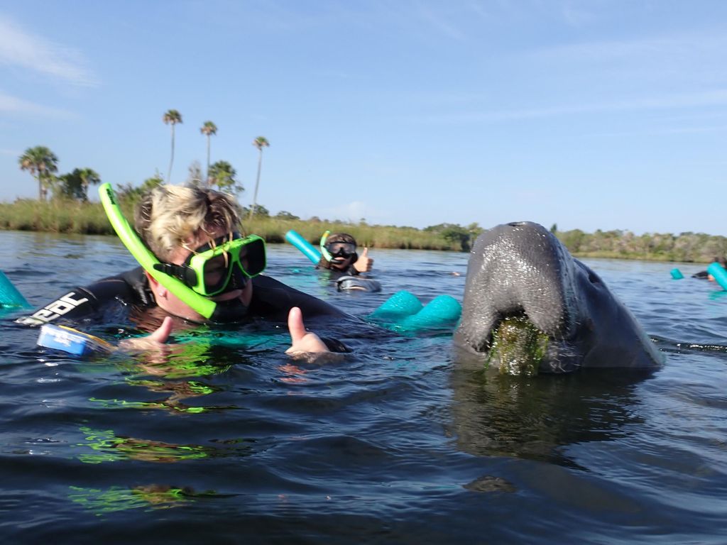 Crystal River: VIP Seekuh-Schwimmen mit Unterwasser-Fotograf