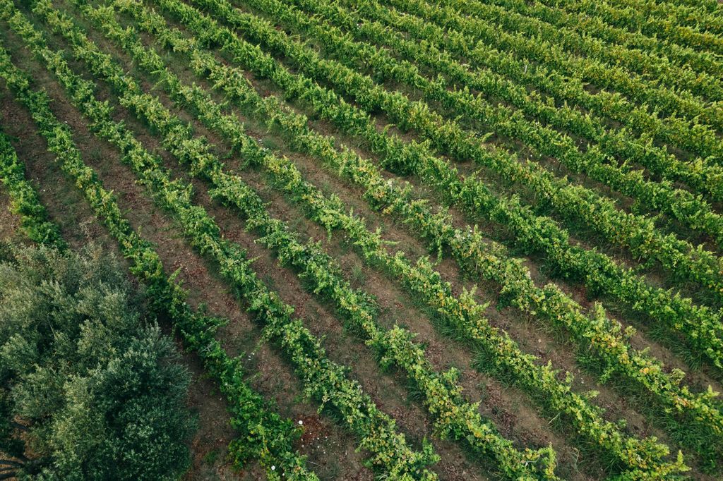 Parga: Private Weinprobe und Acheron Foodtour