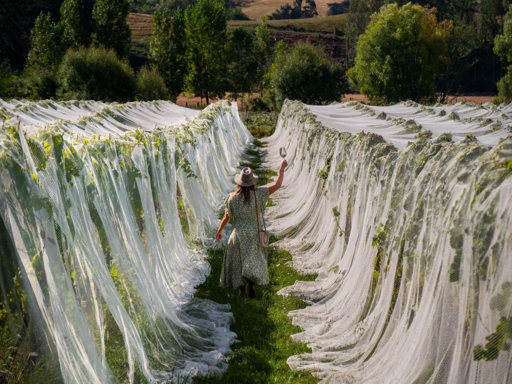 Nelson: Weintour mit Verkostungen und Mittagessen