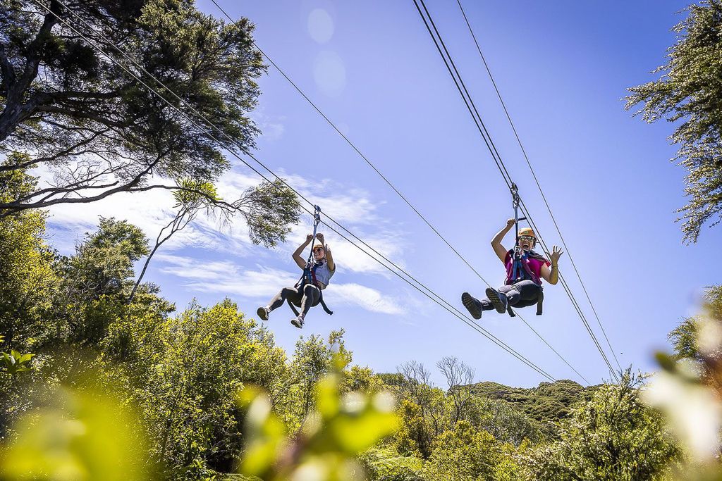 Waiheke Island: Zipline und Native Forest Abenteuer Trip