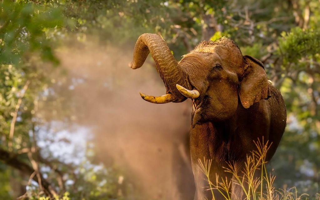 Private Tagestour von Mysore zum Bandipur-Nationalpark