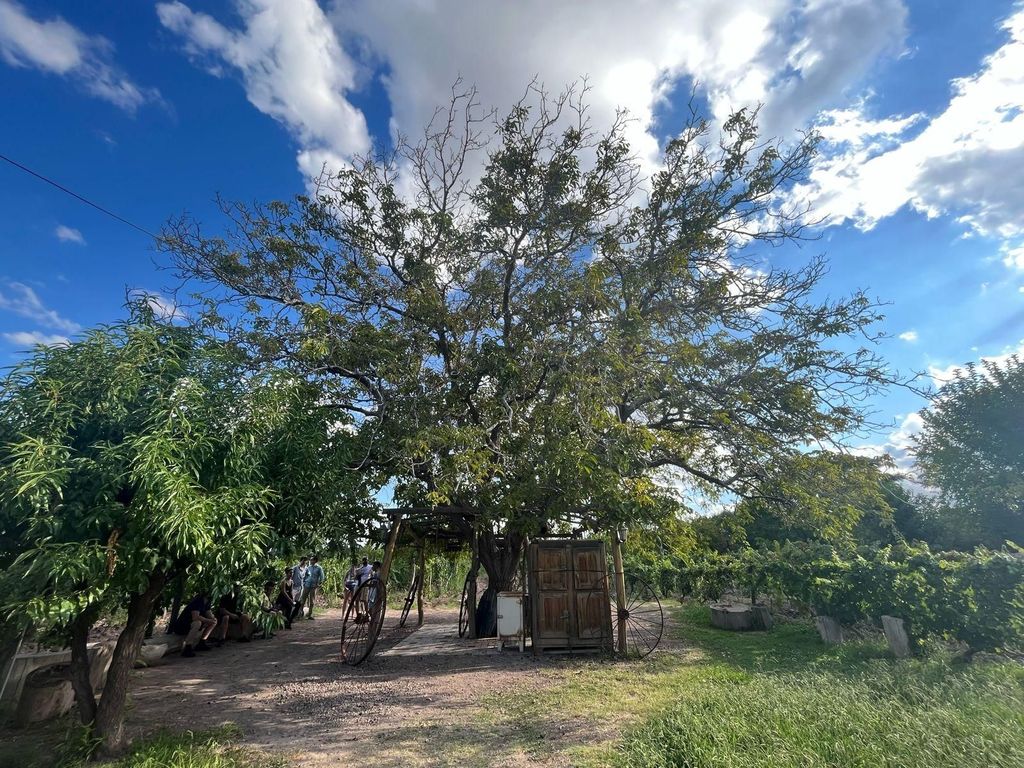 Ab Mendoza: 3 Weingüter, Tour und Verkostung in der Olivenölfabrik
