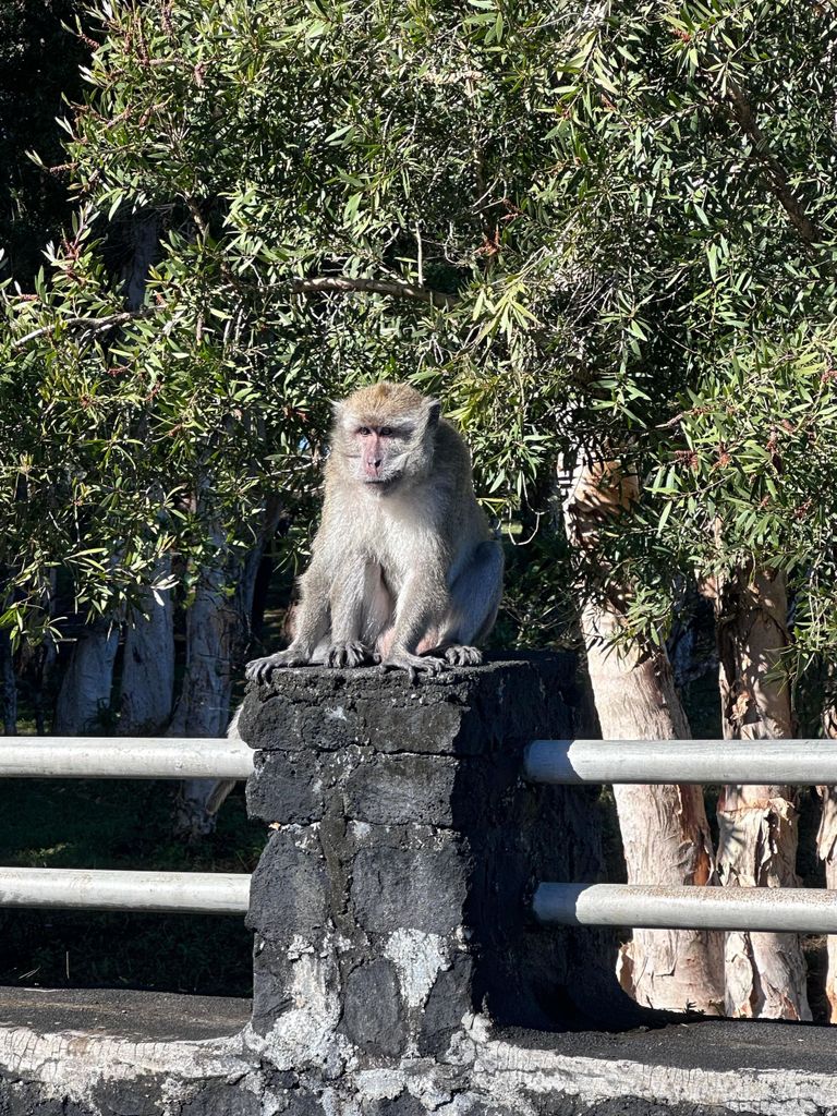 Entdecke den Südwesten von Mauritius wie ein VIP