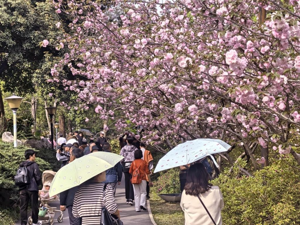 Wuhan: Kirschblüten-Tour mit Hanfu-Kostüm-Anprobe