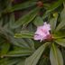 Rhododendrongarten