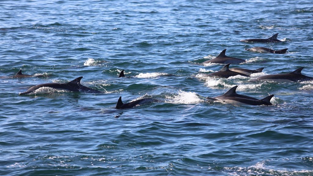 Privates Delfin-Schnorcheln. Maske, Schnorchel und Flossen kostenlos zur Verfügung gestellt.