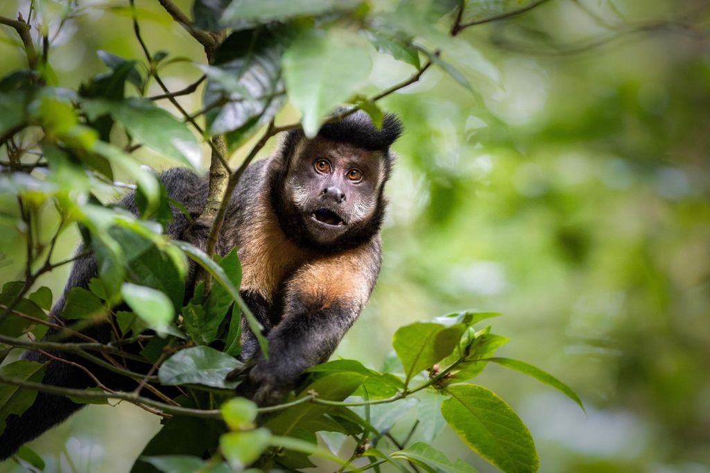 Rio: Geführte Wanderung zu Gipfeln, Höhlen und Wasserfällen im Nationalpark Tijuca