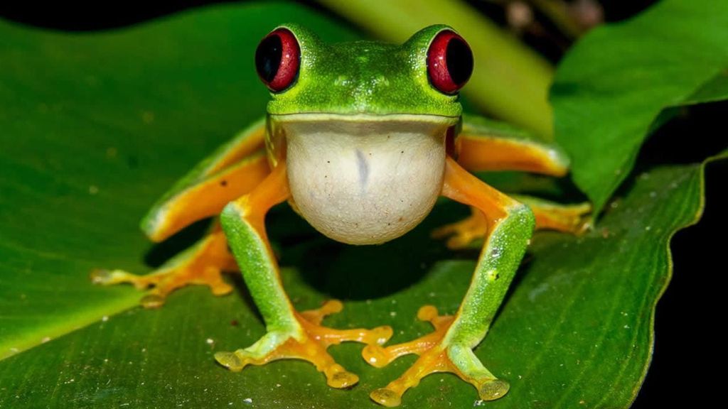Manuel Antonio: Rainmaker Park Nachttour mit Abendessen