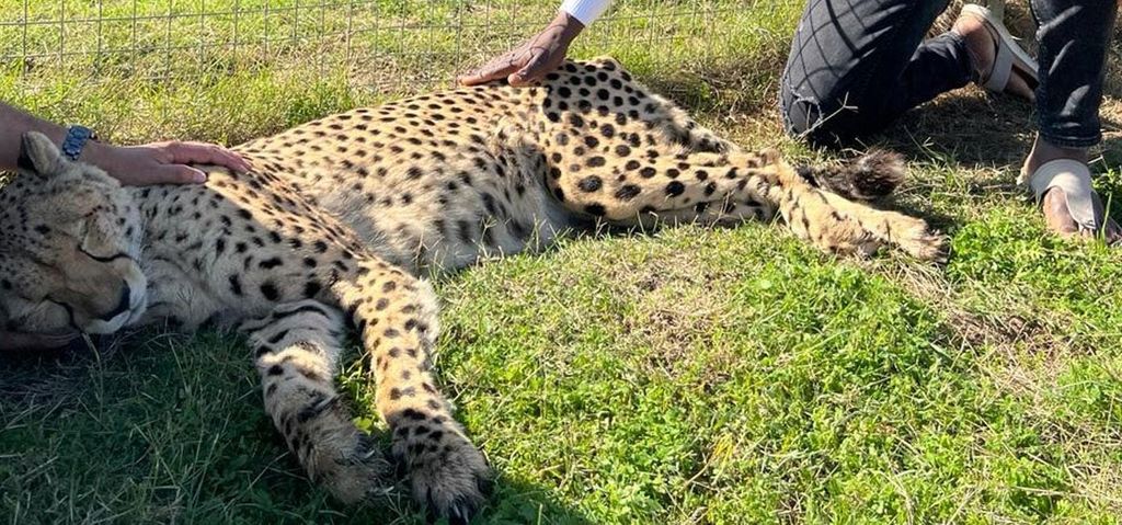 Cheetah , Monkey World &Cape Winelands in Stellenbosch Tour