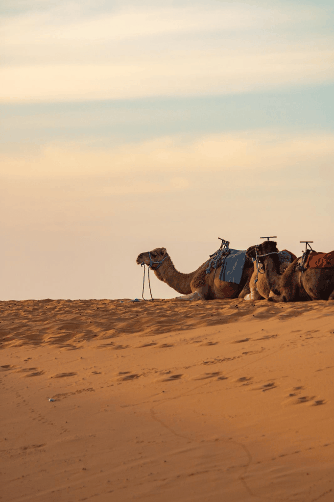 Von Marrakesch: 3-tägige Sahara-Tour nach Merzouga