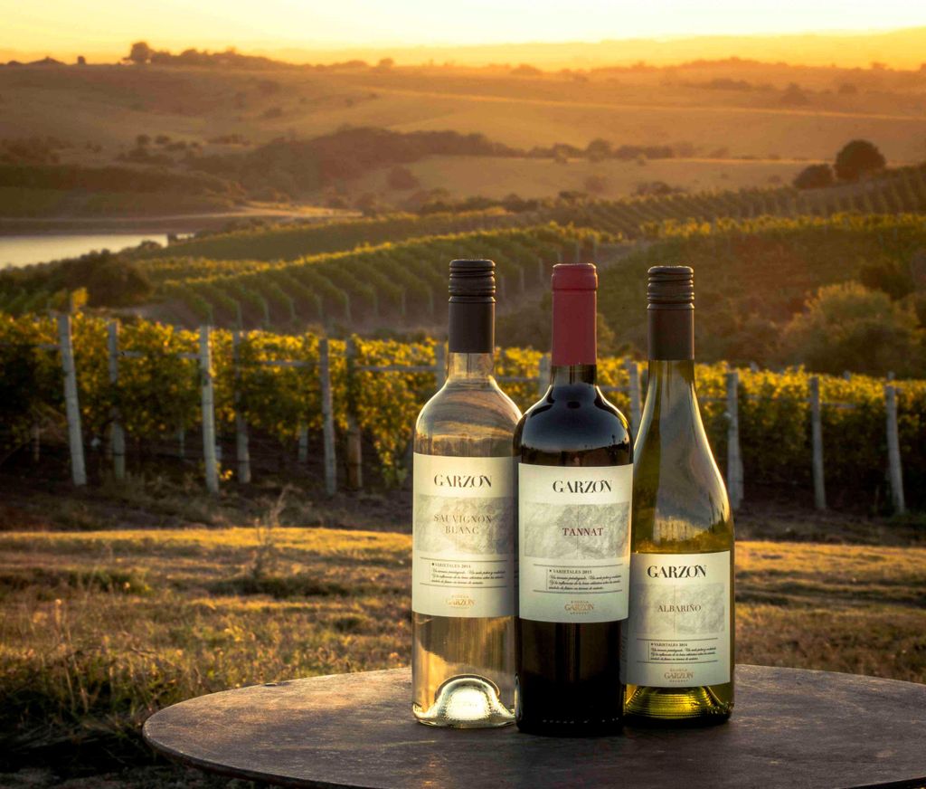 Bodega Garzón: Führung, Weinprobe & Mittagessen