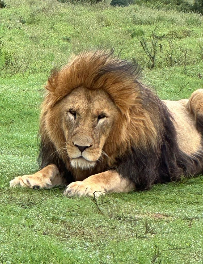 Port Elizabeth: Schotia Game Reserve Safari mit Abholung am Hafen