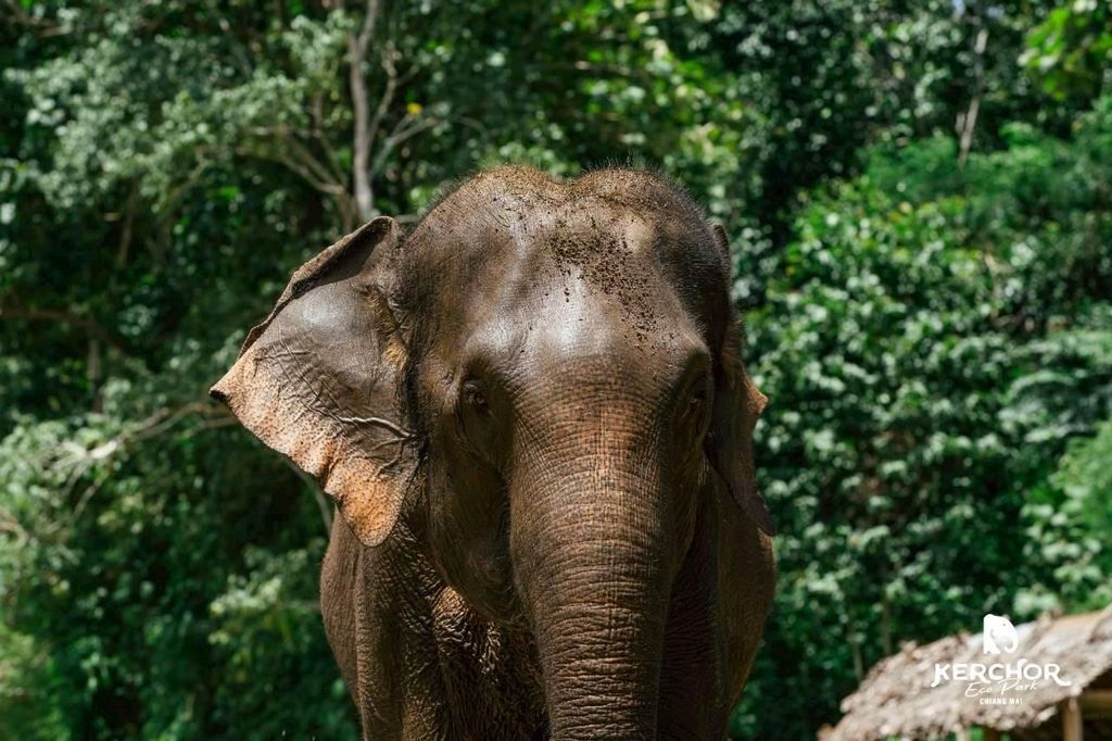 Phuket: Elefantenerlebnis mit Mittag- oder Abendessen und Abholung