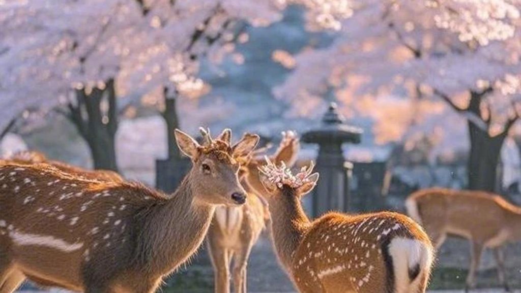 Osaka: Tour nach Kyoto, Nara, Fushimi Inari und Arashiyama