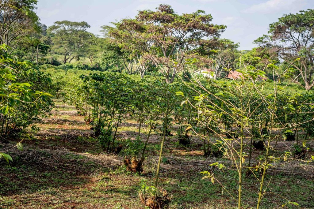 Nairobi: Kaffeefarm-Tour mit Verkostungen mit einem Tourguide