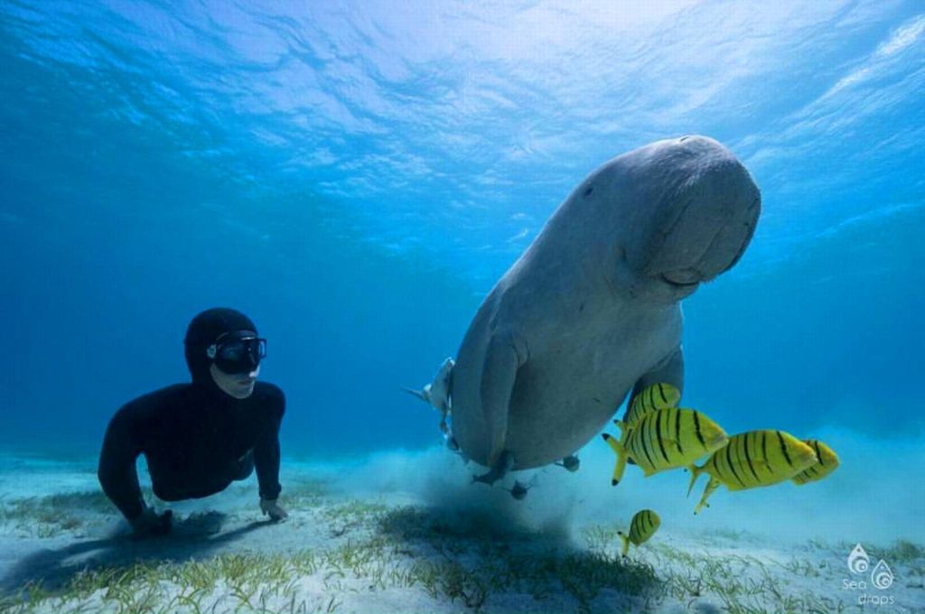 Marsa Alam: Schnorcheln mit Seekühen und Schildkröten in Marsa Mubarak