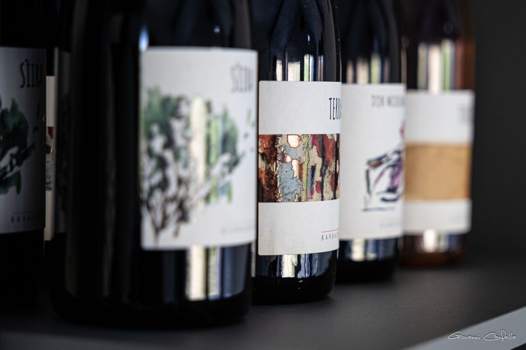 Spaziergang zwischen den Reihen der Weinberge und Weinverkostung