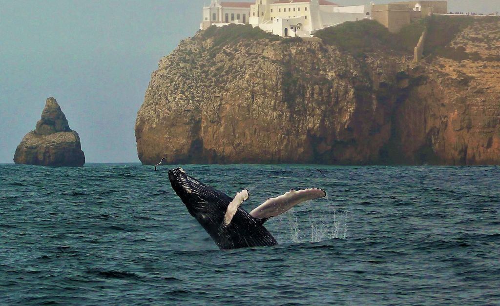 Sagres Wildlife Adventure: Delfin- und Walbeobachtungstour