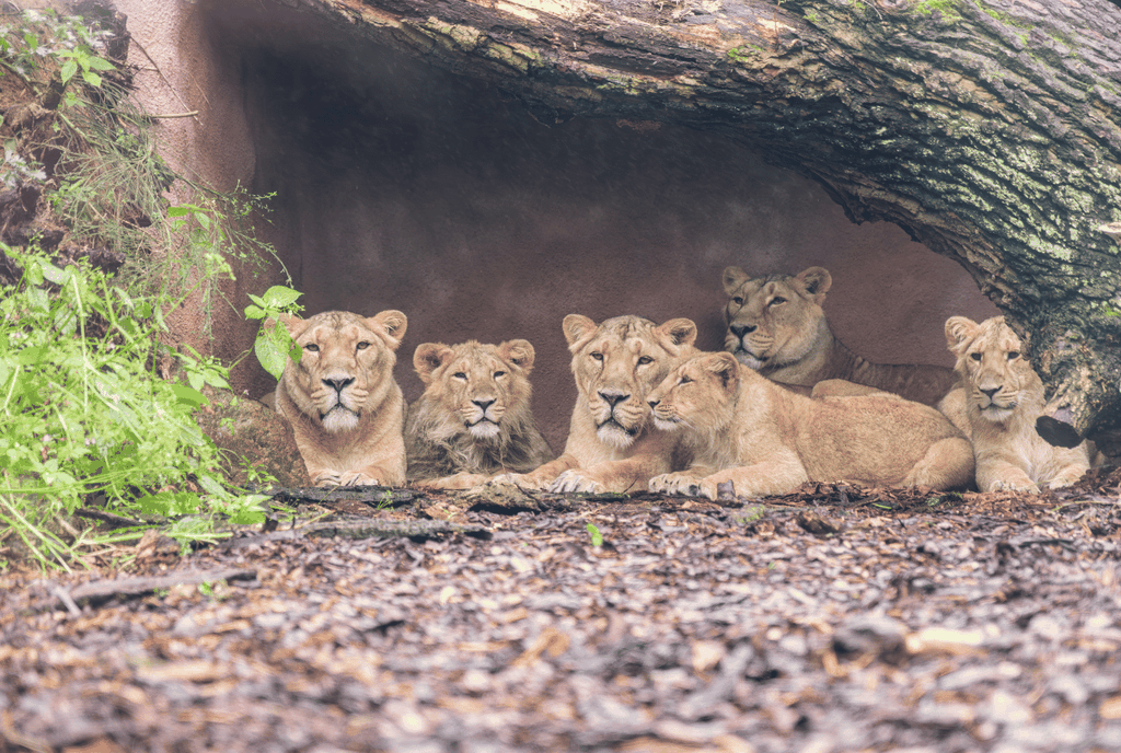 Tagesticket für den Schweriner Zoo