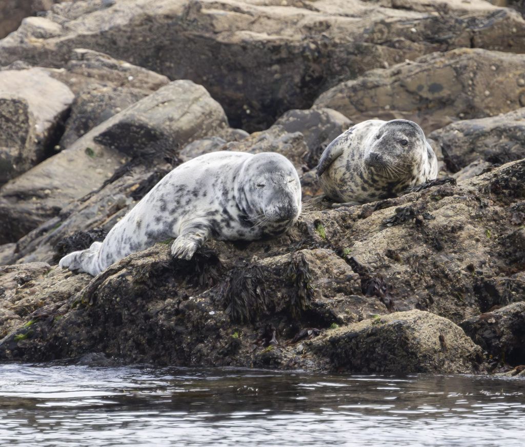 Penzance: Bootsfahrt zur Tierbeobachtung in der Mounts Bay