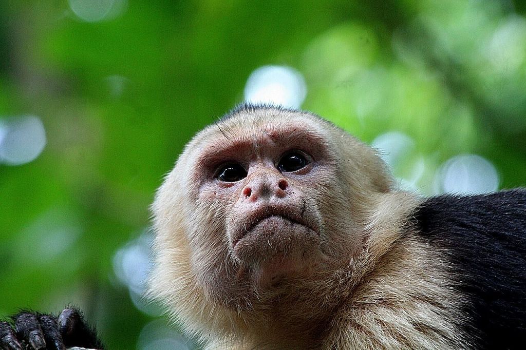 Manuel Antonio Park, nur Ticket und Abholung oder Parkplatz