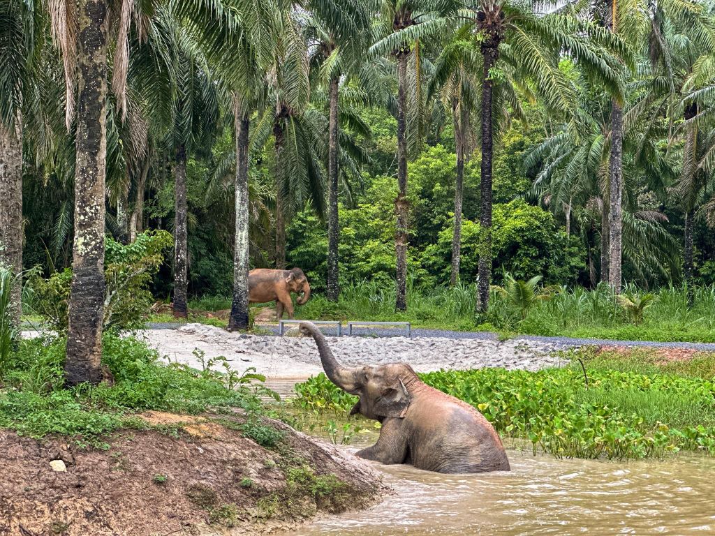 Krabi: Halbtägiger Besuch im Elefanten-Schutzzentrum (ohne Berührung) mit Essen