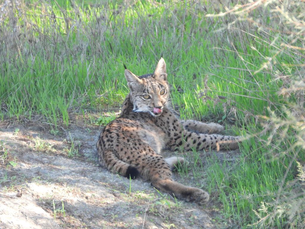 El Rocío: Doñana National Park 4x4 Geführte Tour