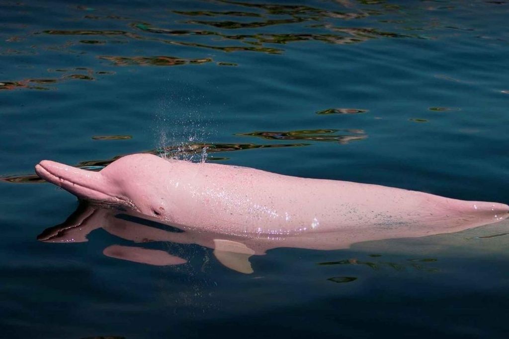 Von Iquitos: 3-tägige Pacaya Samiria Amazonas