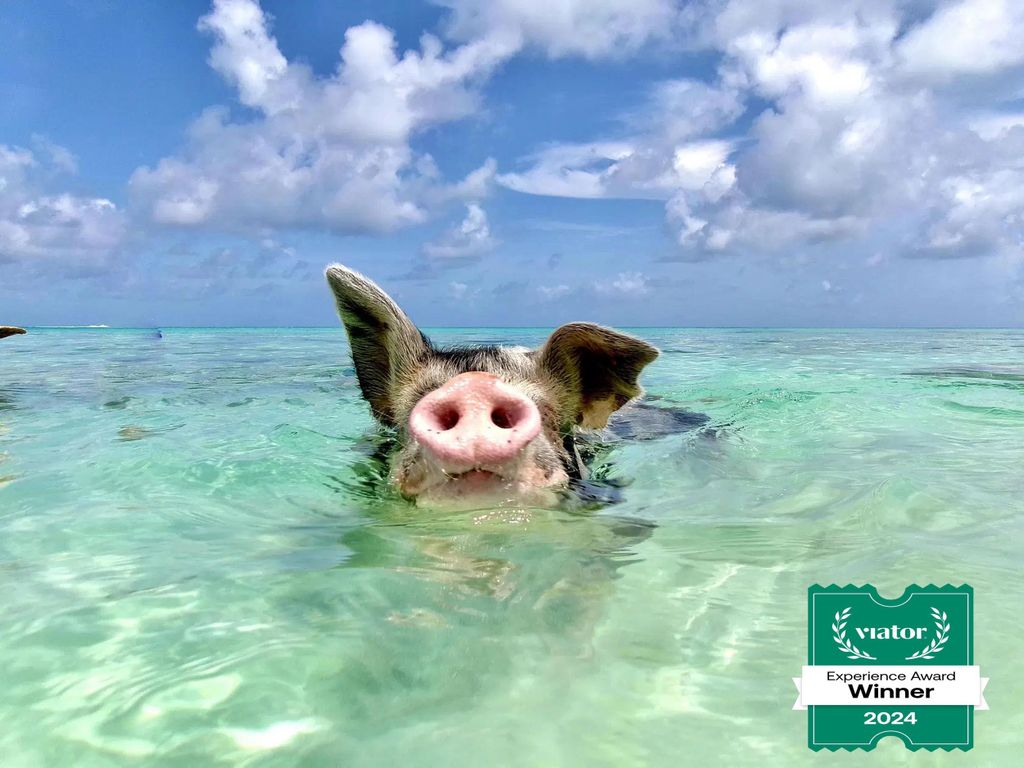 Nassau: Schwimmende Schweine und privater Strandclub mit Mittagessen
