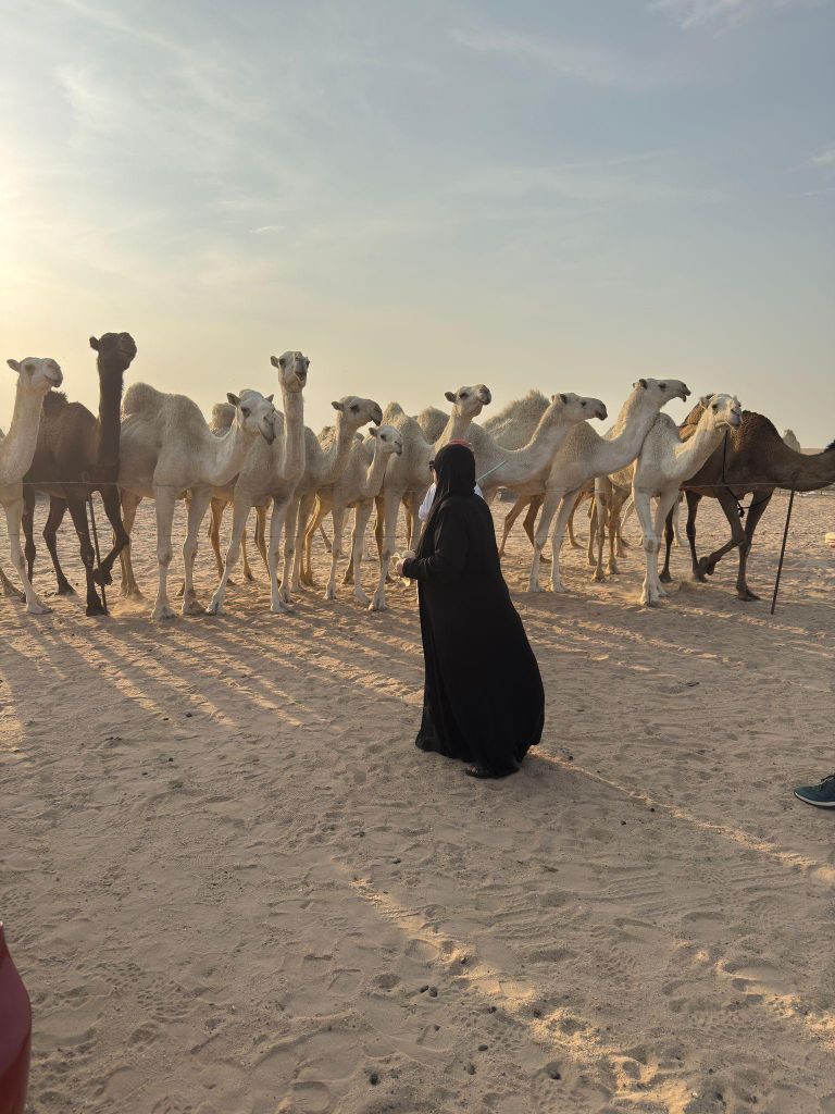 Kuwait: Wüstensafari, Buggys, Kamele & Kuwait Towers