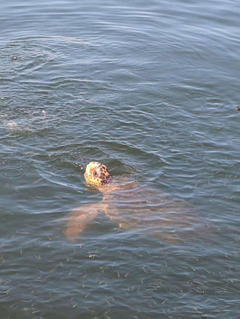 Marmaris: Öko-Familientour nach Dalyan & Schildkrötenstrand