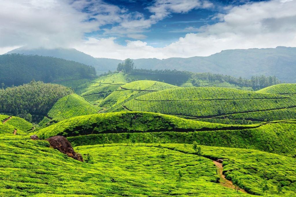 Cameron Highlands Private Tagestour