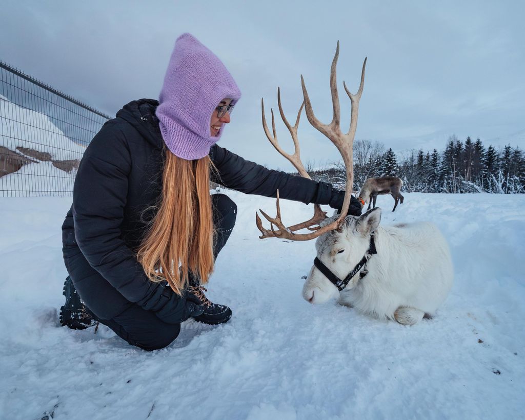 Balsfjord: Sami-Erlebnis und Rentierfütterung mit Mittagessen