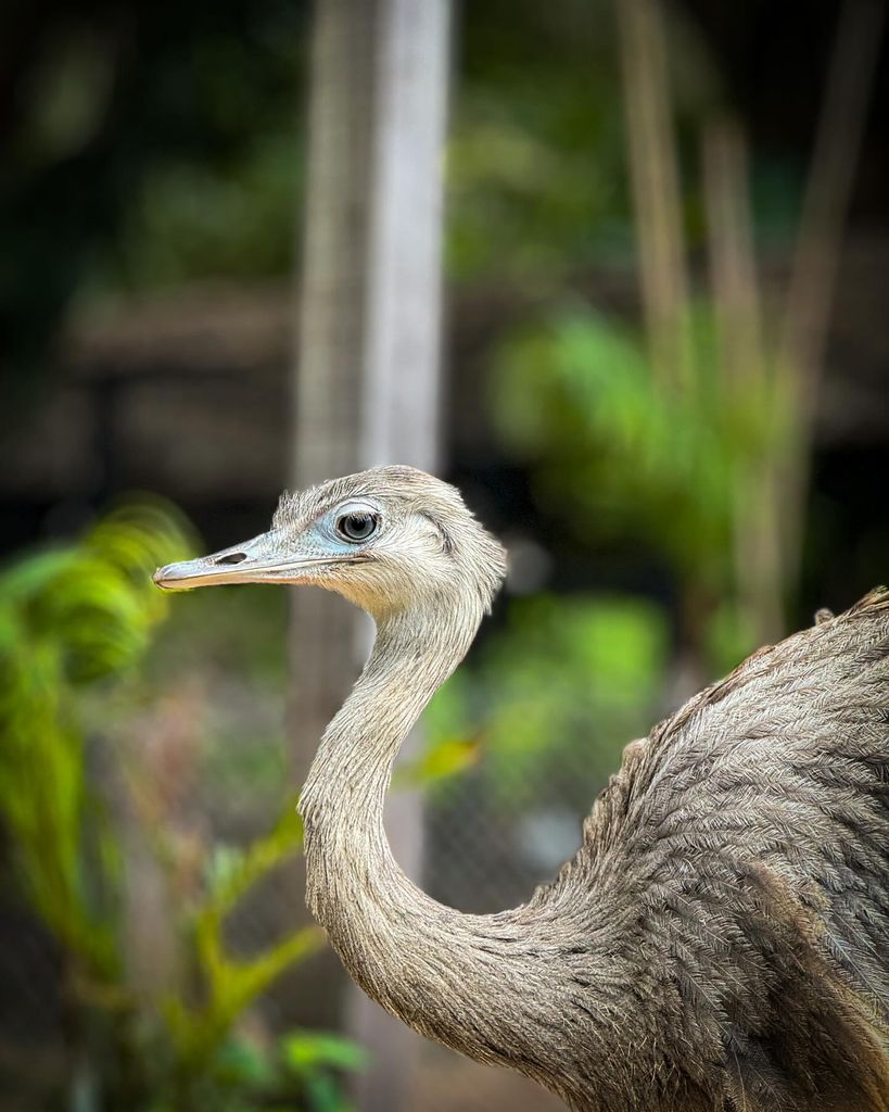 Santa Cruz: Buena Vista Kaffee-Tour mit Biopark-Besuch