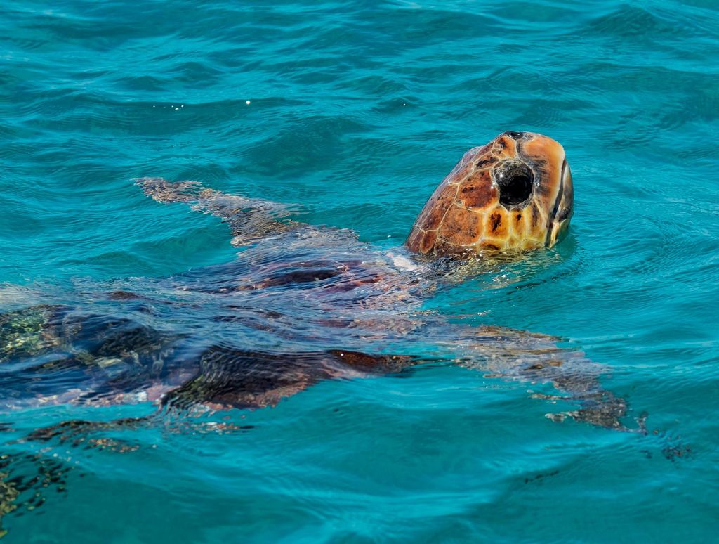 Zakynthos: Schildkröteninsel, Cameo und Keri-Höhlen + Transport