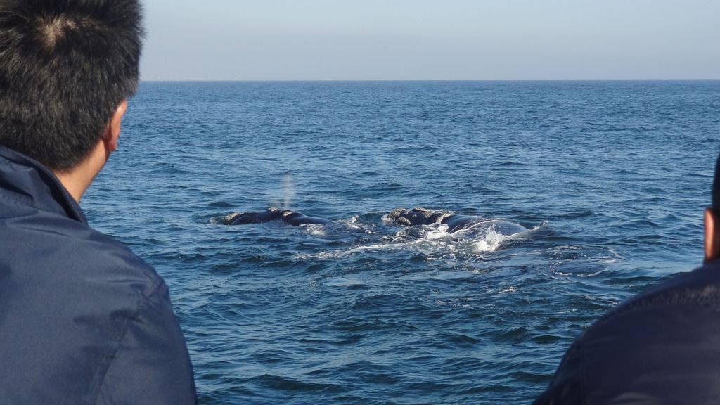 Hermanus: Whale Watching Erlebnis vom Boot aus