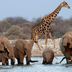 Namibia: Etosha Nationalpark, Giraffe und Elefanten am Wasserloch
