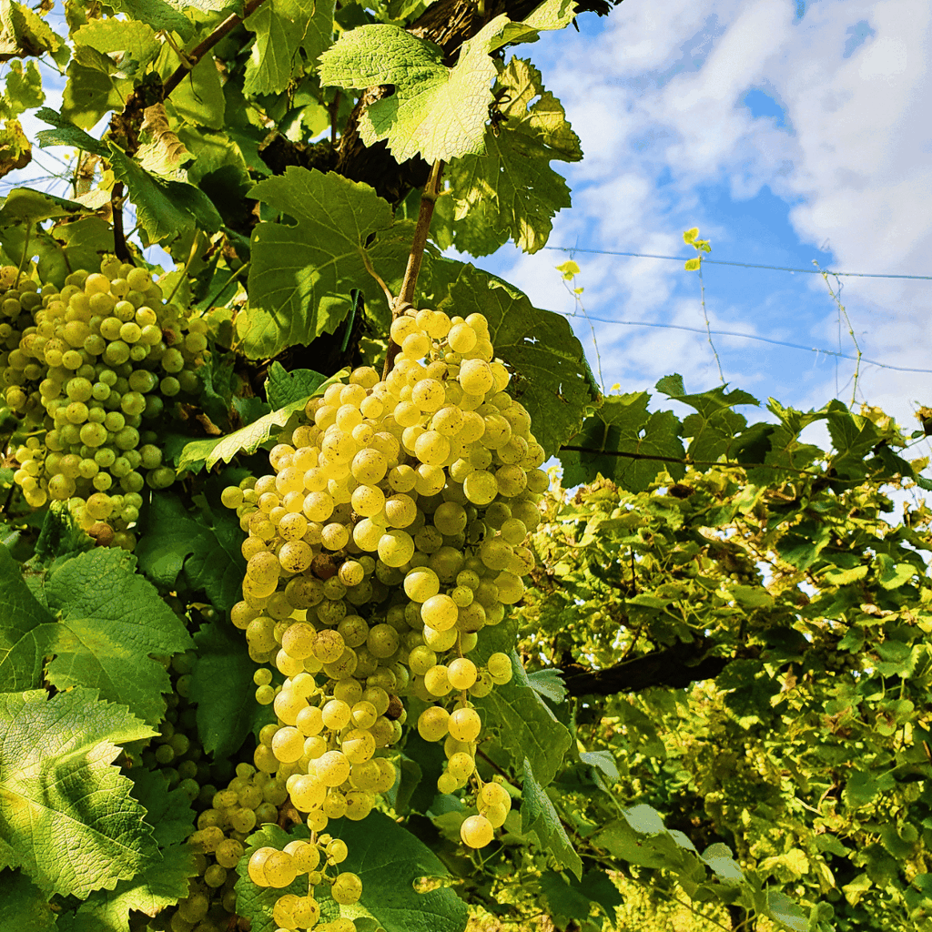 San Pietro di Feletto: Weinbergstour mit Kellerbesuch