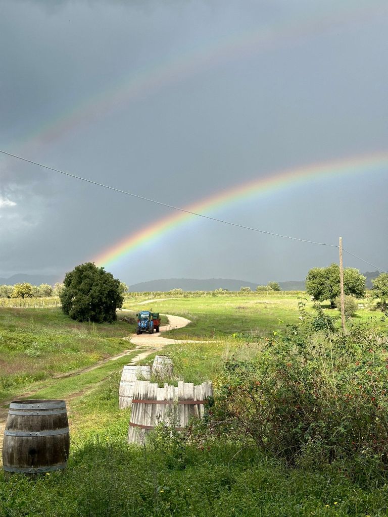 Kaos Vulcanico: Verkostung von Vulkanweinen in der Maremma