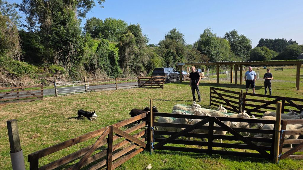 Wicklow: Schäfer-Erlebnis und Schäferhund-Vorführung