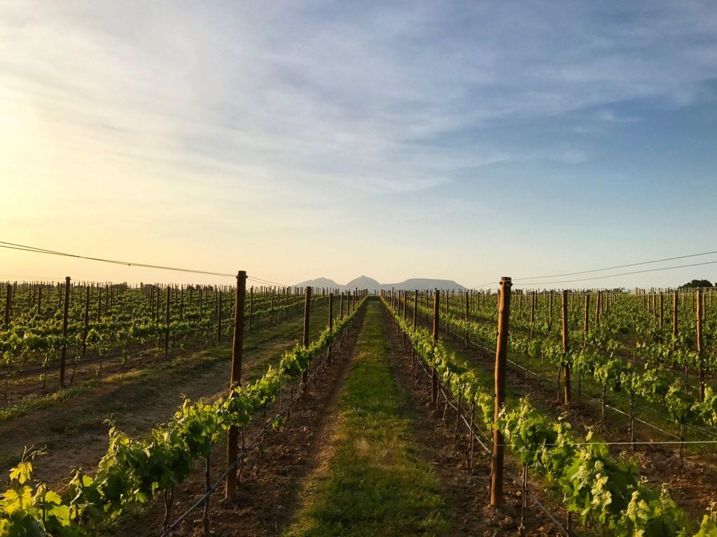 Pals: Besuche die Kellerei Mas Geli mit Weinprobe und Km0-Produkten