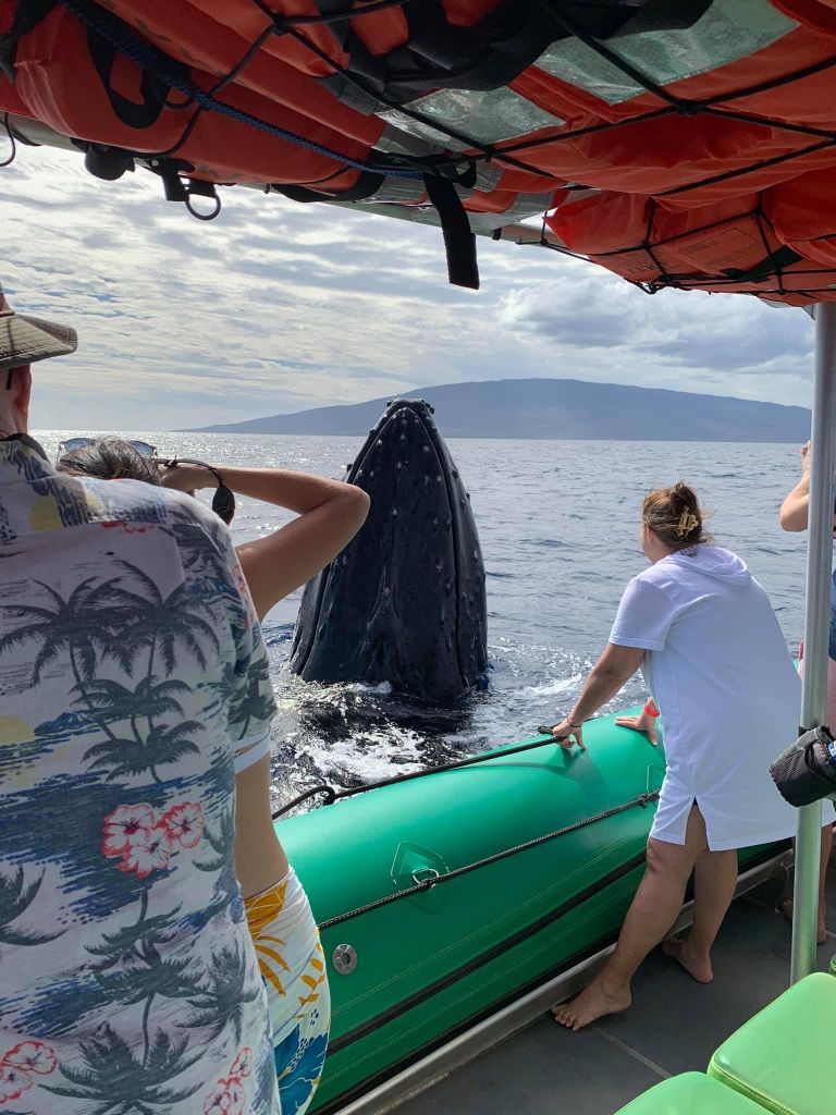 Ka'anapali: Whale Watching Bootstour