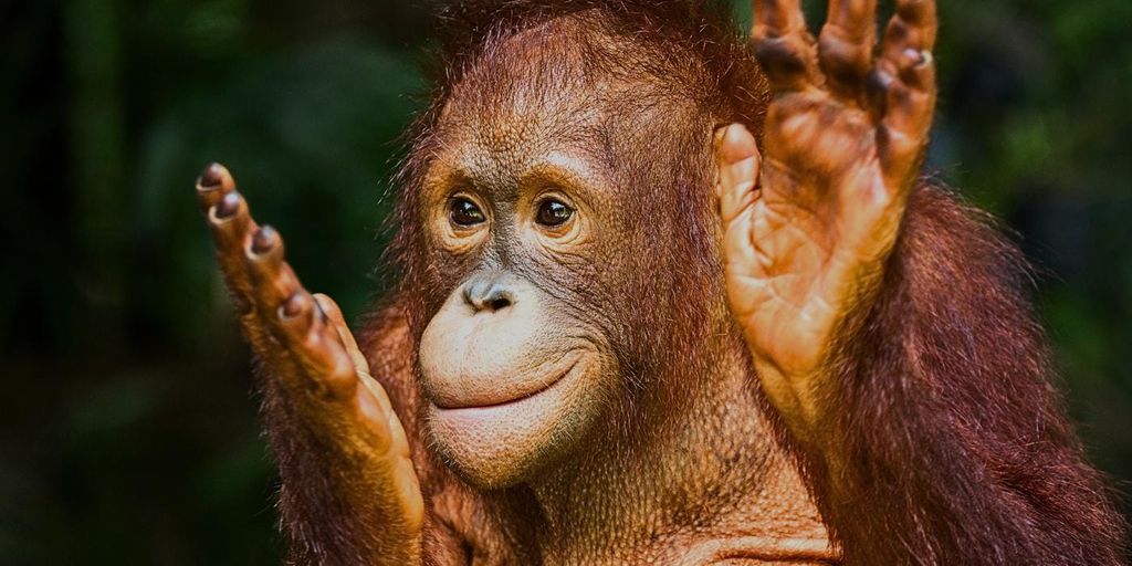 Halbtagestour zu den Orang-Utans und Malaienbären in Sepilok | Sandakan