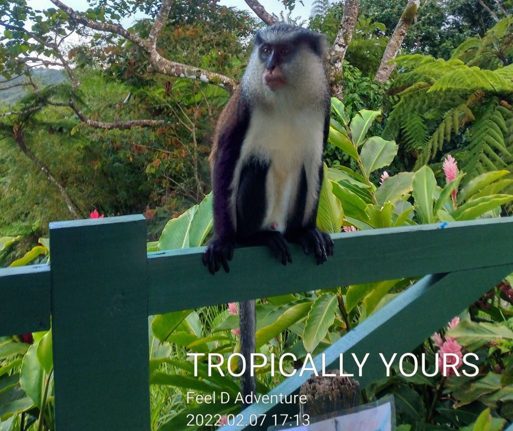 Grenada: Kultur- und Naturtour mit Schokolade und Rum