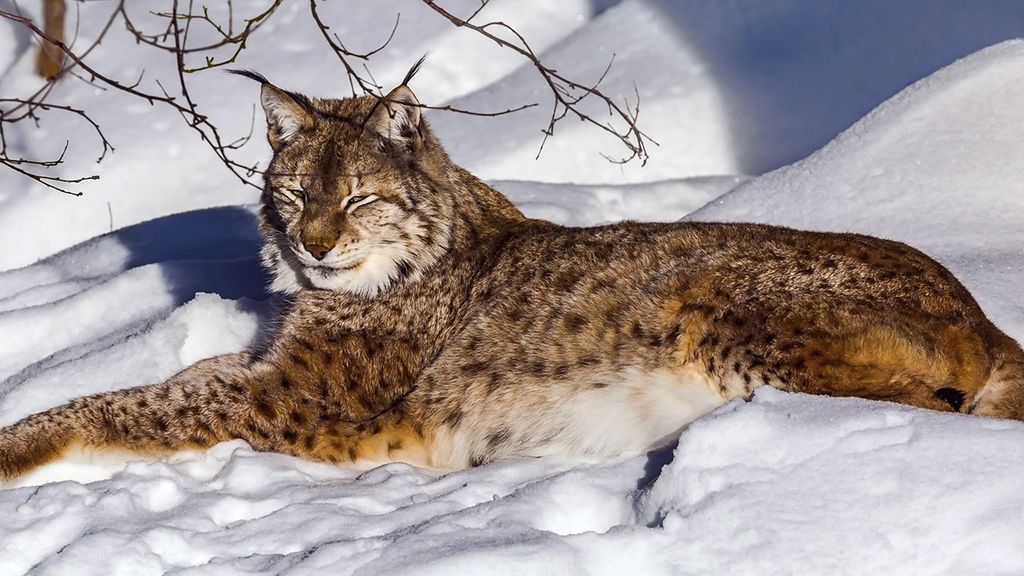 Rovaniemi: Ranua Wildlife Park Tour mit Fotos & Guide